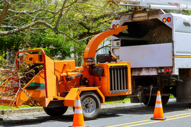 Best Tree Mulching  in San Bernardino, CA